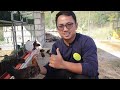 AMAZING CHICKEN FARMING | TAMANG PAGKAIN AT PAG-AALAGA, SURE ANG KITA SA PHILIPPINE NATIVE CHICKEN