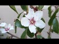 All-In-One Almond Tree Flowering in Arizona, Zone 9b