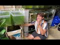 Rare Guppy Collection | FULL TOUR!!!