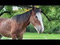 Will They Accept Her? - Our New Clydesdale Meets The Herd