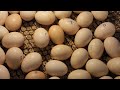 Egg Incubator for 500 Chicken Eggs on a $20 Budget | Affordable Poultry Farming Innovation