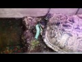 Red Earred slider vs Hornworm HD