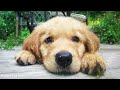 Deep Sleep Music For Dogs: Cure Separation Anxiety & Calming Stress Relief For Dogs