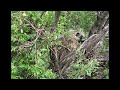 卡尔加里 Nose Hill公园里的 豪猪 和 鹿群 Porcupines and herds of deer in Nose Hill Park in Calgary