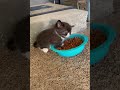 Los Mejores Videos de Gatos Chistosos 2023 #485