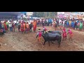 final races of hokkadigoli kambala