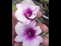 Orchids Flower varieties