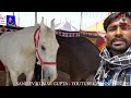 बिकाऊ घोड़े - पार्ट 14 Balotra Horse Market 2024 Tilwada Pashu Mela Horse Sale Price Video