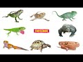 Learn About Reptiles for Kids: Fun Facts and Discoveries