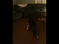 Dog vs Laser Pointer