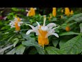 St. Pete's Sunken Gardens: Nature's Hidden Retreat 4K HD