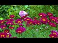 Summer flowering shrubs | 8K ULTRA HD | Flower music | Relaxing nature movies