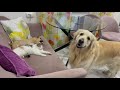 Golden Retriever shocked by cats and puppy occupying his sofa