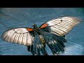 DRAGONFLY & BUTTERFLY 🦋 4K Peaceful Nature Scenes (60FPS) ♫ Classical Music with Bird sounds