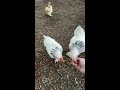 Chicken Treats