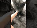 Cat gets booped