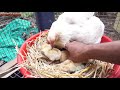 Natural Hatching of Two Broody Hen  --  Step by Step Procedure