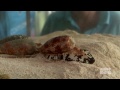 How killer cone snails kill