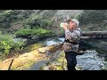 California High Country Summer Stream Wild Trouts Fishing
