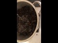 Reishi mushroom decoction DIY part 2