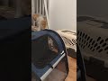 senior cat takes a poo on kitten litter box marking his territory..