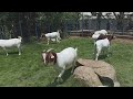 Raising Boer Goat in mountain | Boer Goat Farm