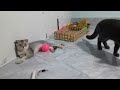 Funny Dogs And Cats Videos😙🐶Best Funniest Animal Videos 2024