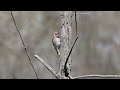 Northern Flicker - calls and pecking sounds