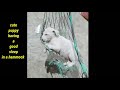 CUTE PUPPY SLEEPING IN A HAMMOCK | SLEEP WITH MUSIC