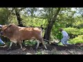 iniciamos la Labra de Milpa con una Yunta de Toros