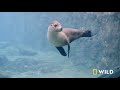 A Sea Lion Goes For a Walk | Secrets of the Zoo: Down Under