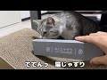 抵抗虚しく、猫じゃすりに秒でとろけてしまった子猫…！笑