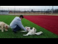 Husky and Golden Doodle play time (Drone Comparison)