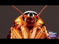 5 натуральных средств от тараканов