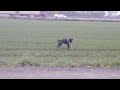 Staffordshire Bullterrier Hündin jongliert mit einem 