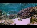 45 Minutes of Coral Reef and Tropical Fish in American Samoa (Natural Sounds)