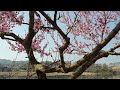 따뜻한 봄에 듣고 싶은 좋은 음악🎵 / Good music to listen to in warm spring.