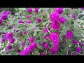 How to care Gomphrena plant // most hardy flowering //parmanent flower plant