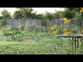 Birds, Bunnies, Coneflower And Clover