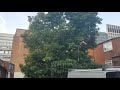 25-30ft Avocado tree in London,England