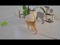 🐕🤣 So Funny! Funniest Cats and Dogs 😂🤣 Best Funny Animals 2024 # 0