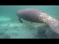 Kayaking with Manatees in Crystal River, Florida - www.snowmads.com