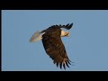 Bald Eagle Images | Early Years