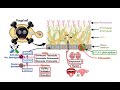 Pharmacology – ANTIFUNGAL DRUGS (MADE EASY)