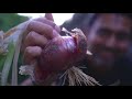 How to Grow a Ton of Onions | Plant & Grow Start to Finish