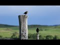 Courting Cowbirds #wildlife #birds #cowbirds #springtime