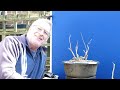 Creating FUSED Bonsai Roots with Japanese Maples, Oaks & Beech