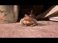 Dexter Perry    The most photographed toad in the world.