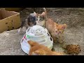 Incredibly beautiful little kittens living on the street. I gave them food.