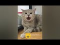 😍 New Funny Cats and Dogs Videos 🐱 Funny And Cute Animal Videos 2024 😹